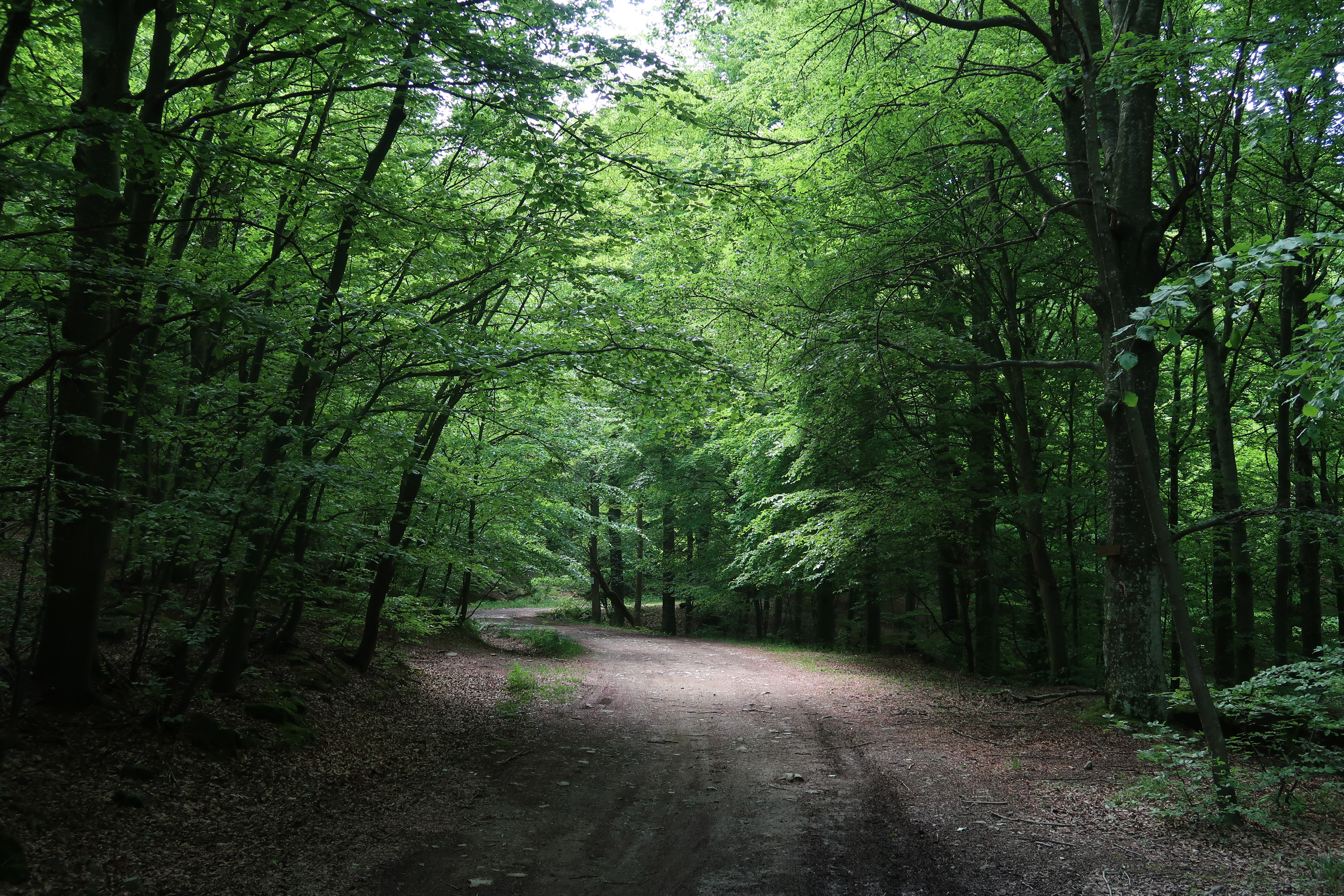 Endloser Buchenwald auf der Alta Via dei Monti Liguri
