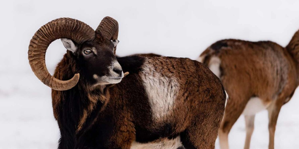 Widder im Schnee