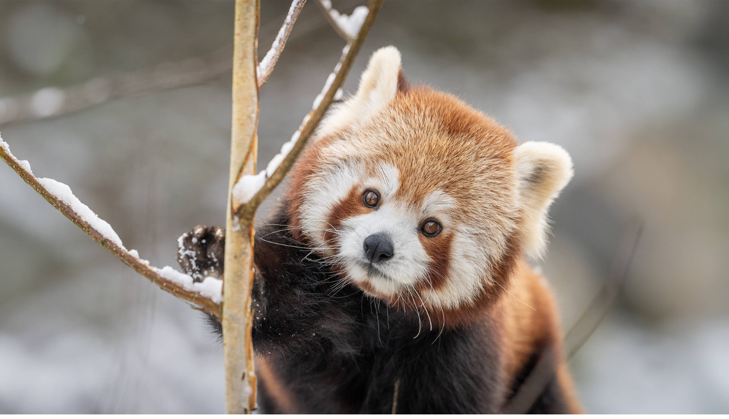 Animal’n’Rail Walter Zoo - Winter © Walter Zoo AG