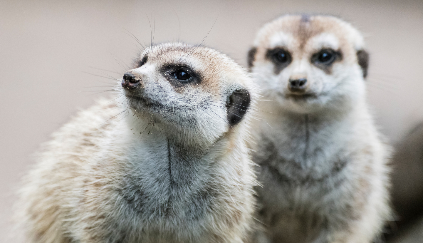Animal’n’Rail Zoo Basel ©Zoologischer Garten Basel AG